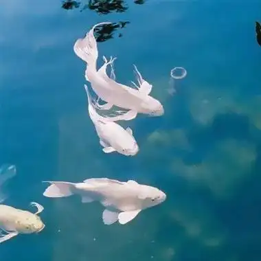 清新淡雅能带来好运的大自然风景头像