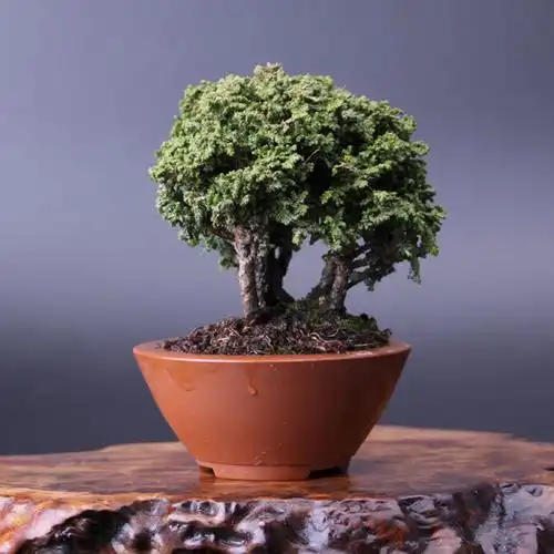 怡景园 日本小品石化桧 微型盆景高档盆栽 实物拍摄 仅此一盆