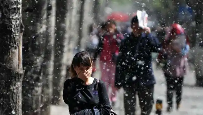 柳;环城公园河面上落满柳絮,大煞风景 飞来飘去的杨柳絮也是环卫工