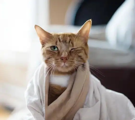 搞怪调皮的猫壁纸