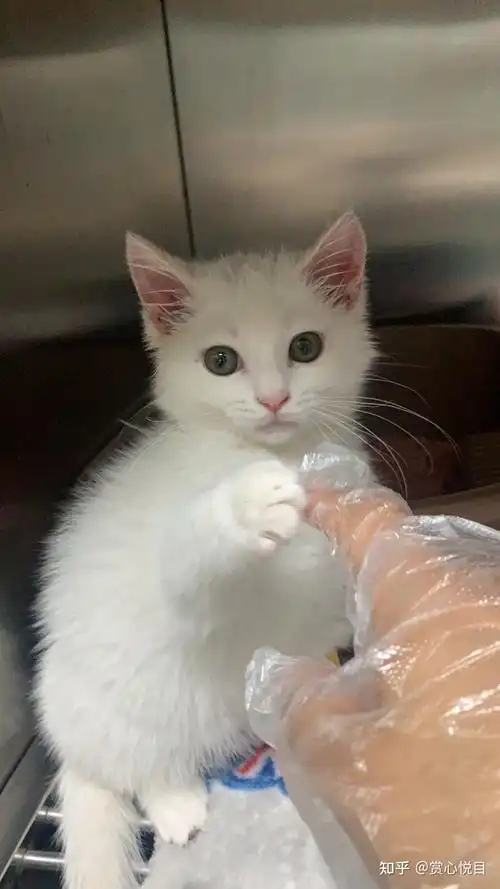 三个月英短白猫小y猫瘟治疗日记