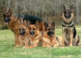 世界名犬图鉴其中你认识几个精品收藏向