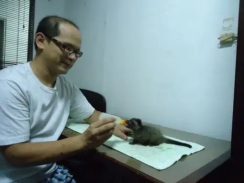 白鼻心宝宝杜鹃台风流落街头 现在长大回归自由!