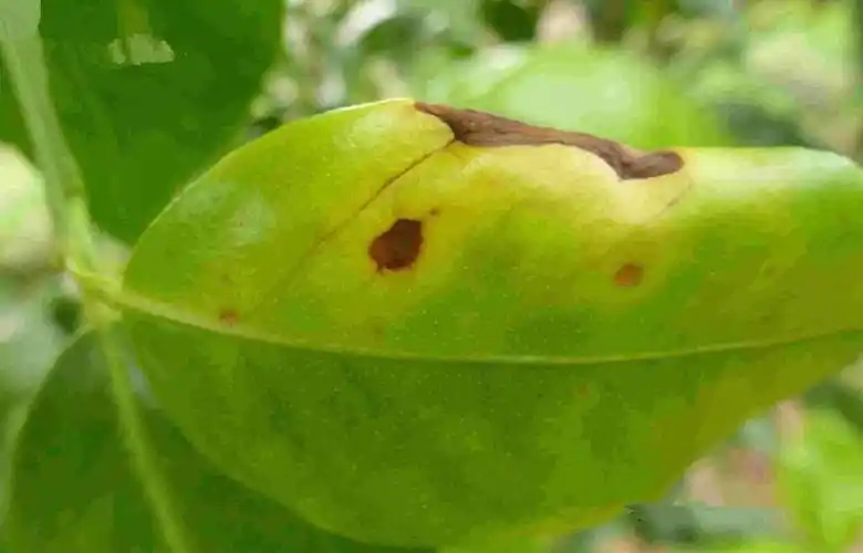 脐橙褐斑病高发手把手教你识别