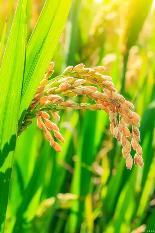 水稻- 热门商品专区