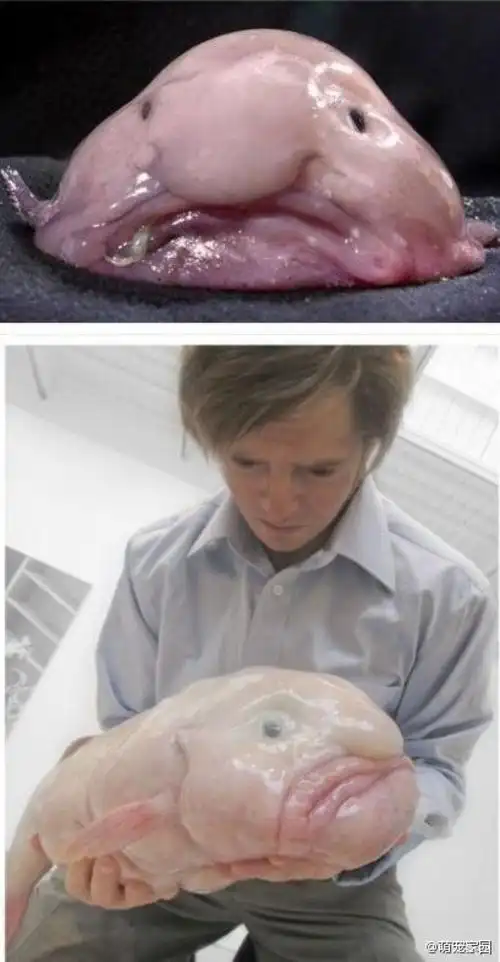 【全球最丑的动物】英国丑陋动物保护协会举办"世界最丑动物"票选活动