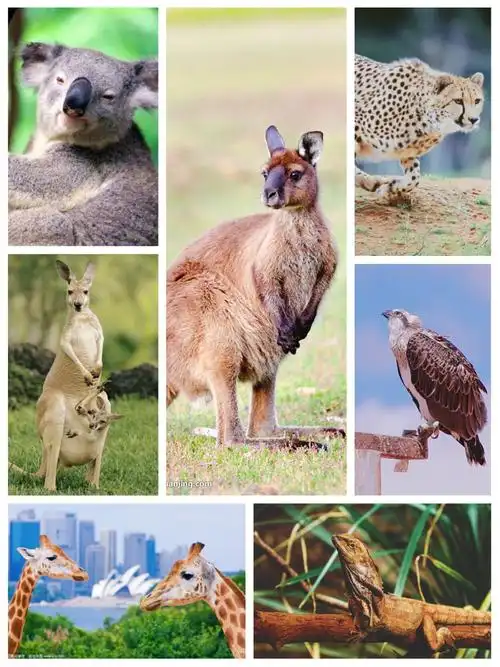 最著名的不过是袋鼠和树袋熊了~ 袋鼠是澳大利亚最具代表性的动物之一