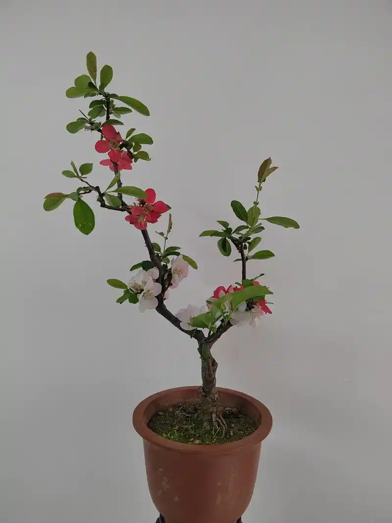 【品名】海棠(东洋锦) 盆景 造型 老桩 【年份】6年 【造 - 抖音