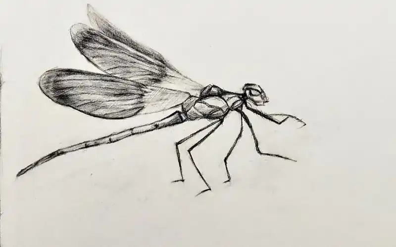【素描】-画一只迷人的小蜻蜓!初学者也可以学的会!