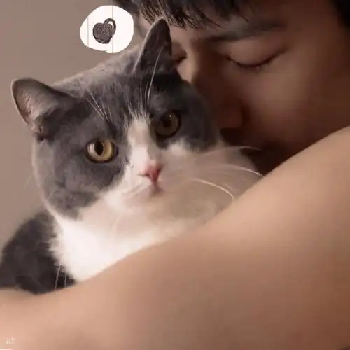 肖战的猫掉毛##肖战