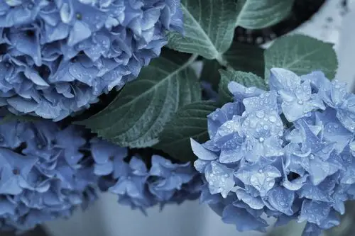 绣球花 - 堆糖,美图壁纸兴趣社区