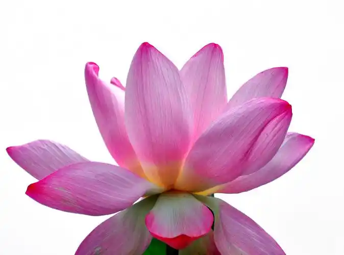 夏日荷花图片花卉鲜花花朵荷花莲花