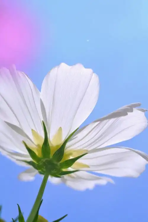 蓝天白云下的格桑花真香哈哈自己搞个桌面