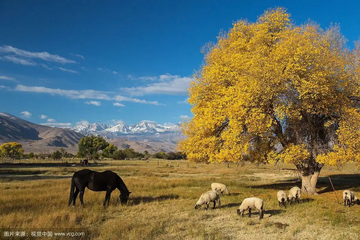马和羊在一棵孤零零的树附近吃草