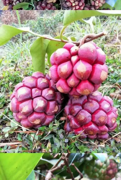 黑老虎新鲜布福娜野生大血藤稀奇古怪恶魔果现摘现发特色稀有水果应季