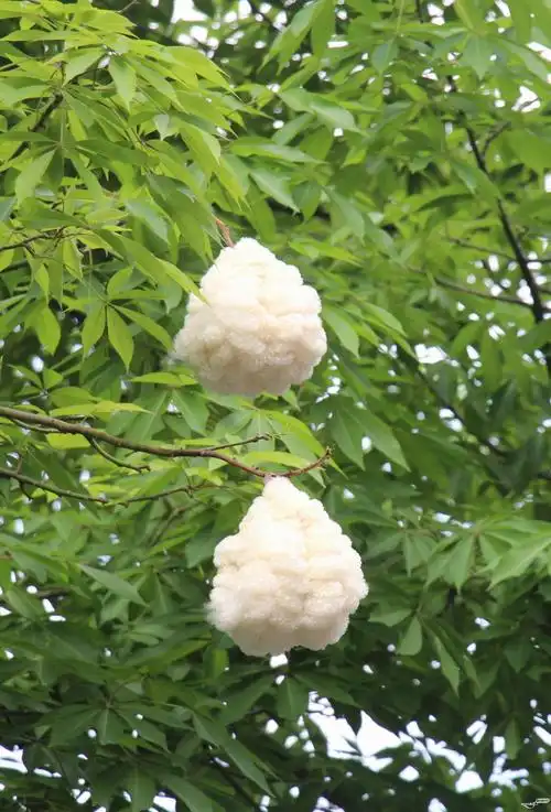 梅江一路的异木棉果爆花了