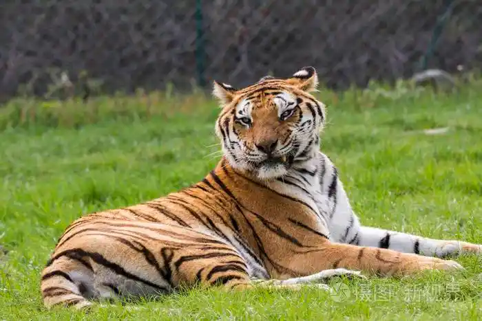 意大利野生动物园的草地上的老虎