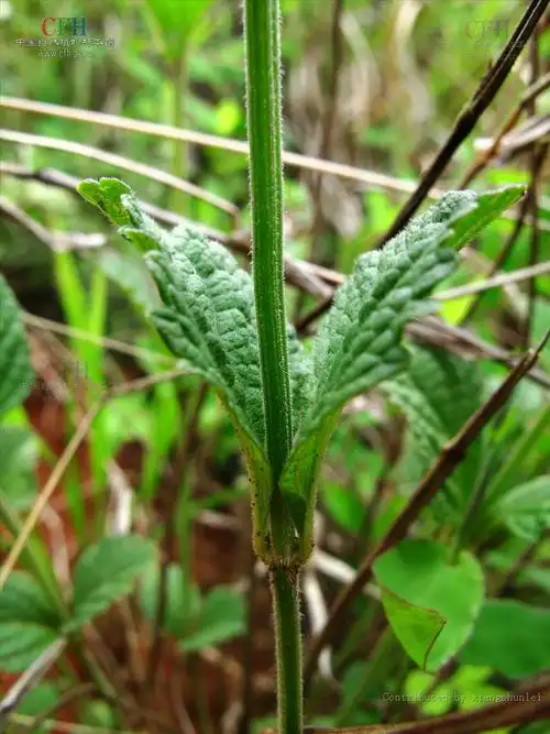 p>腺花香茶菜,中药名.