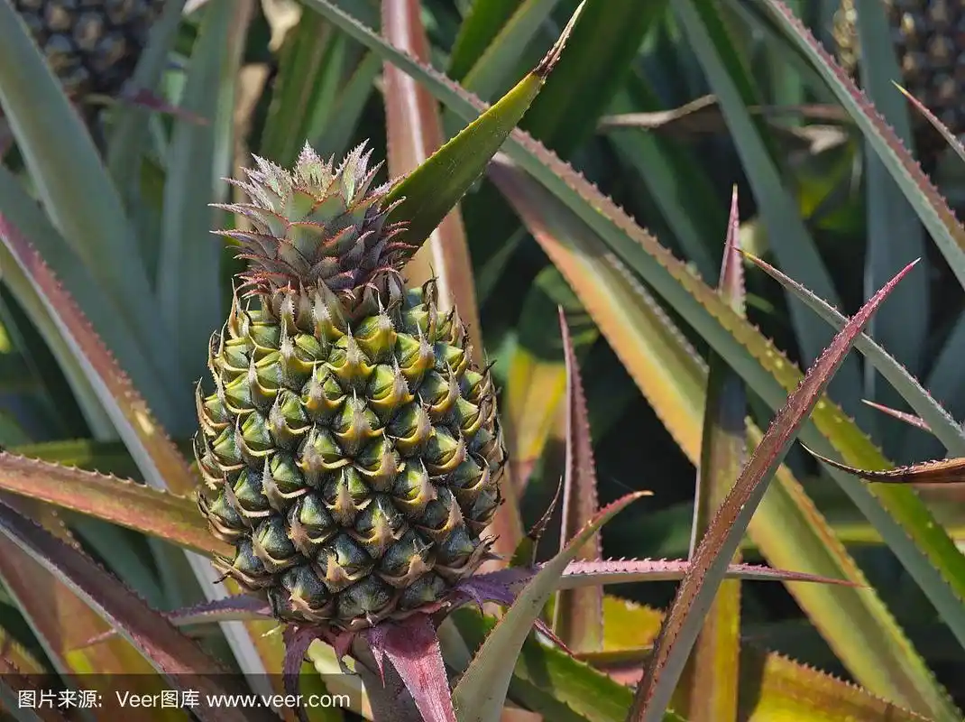 新鲜菠萝生长