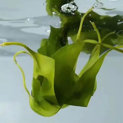 盐渍海带结绿颜色串串麻辣烫凉拌菜三秒火锅串串食材内有海带苗邮市场