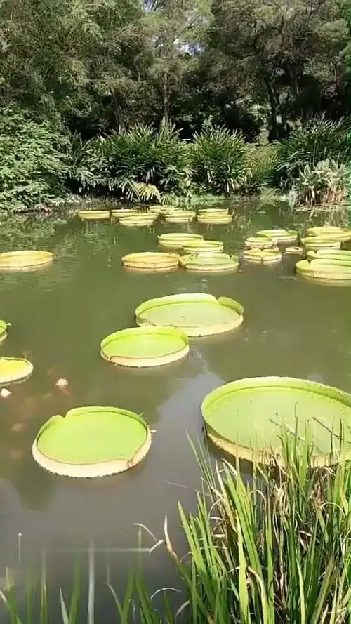 世界上最大的莲花――王莲