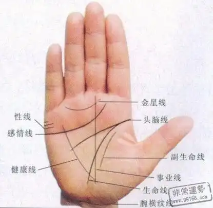 手掌透露你的婚姻运势-面相手相网