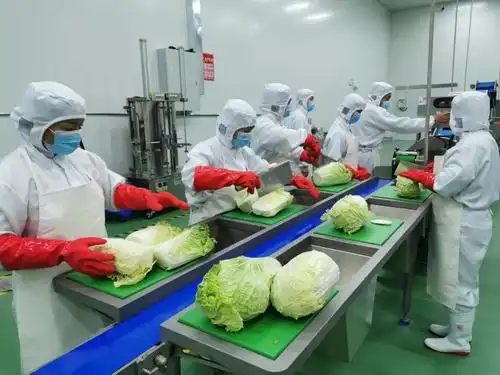鑫晟餐饮今日盛大启航:打造"中央厨房"供应链,让学生吃上营养餐