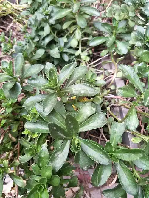 三七草,止血化瘀,清热解毒!