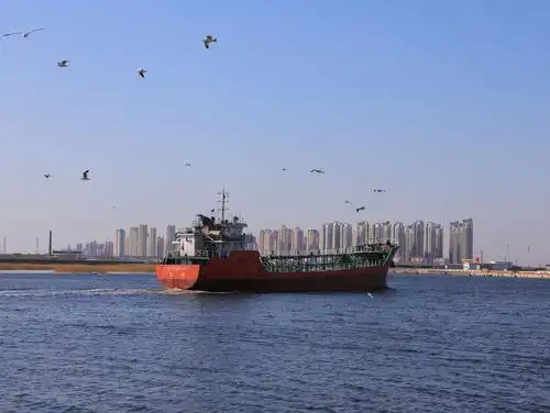 塘沽老码头看海鸥去