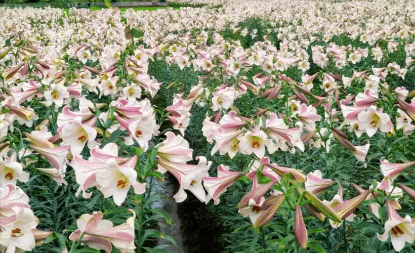 以文旅产业赋能乡村振兴_百合花_内容_种养基地