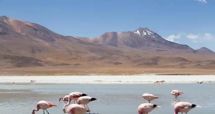 萨哈马火山盐湖边觅食的安第斯火烈鸟,高山之国50玻利维亚诺_卡拉耶塔
