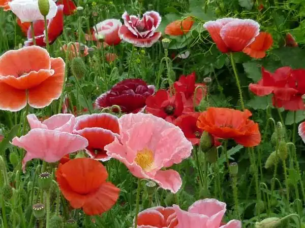 罂粟花花语大全罂粟花图片欣赏