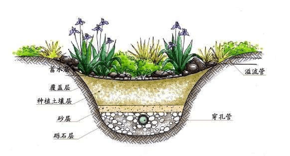 雨水花园设计