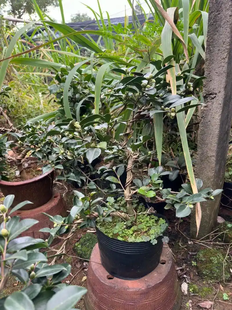 茶梅盆景一组,原生!茶梅盆景小玫瑰一组#茶梅#茶梅盆景#盆景 - 抖音