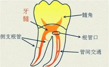 牙齿内部结构示意图