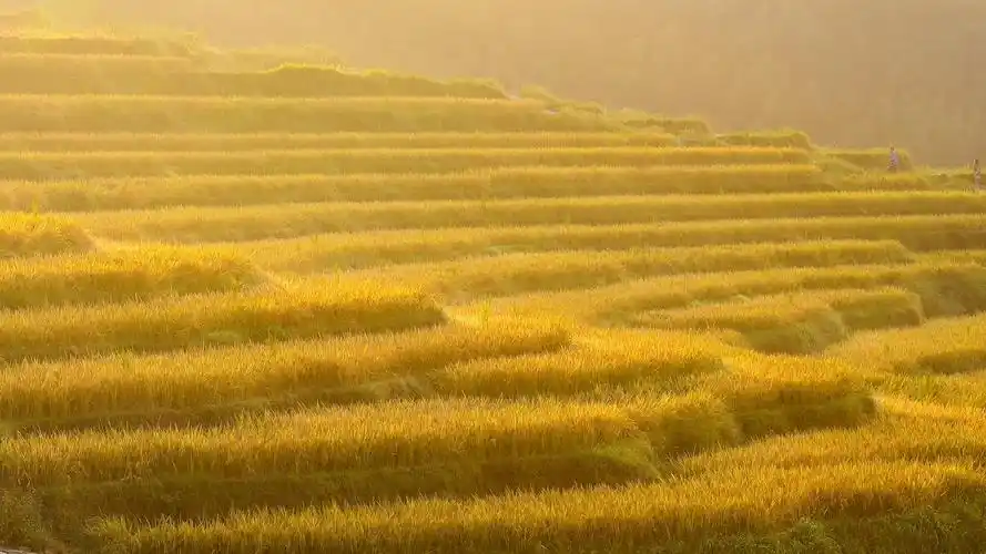 最美丰收季,风景-回车桌面