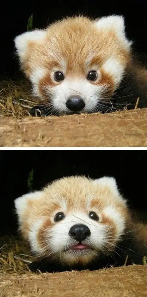 萌到极致的动物宝宝