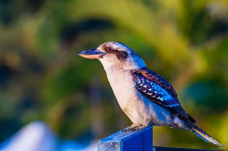 笑翠鸟-最大的翠鸟