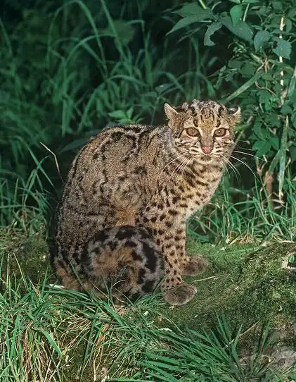 云猫:兽纲,国家三级保护动物.