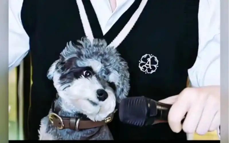 【刘宇宁】【呆米】女明星和他的经纪人