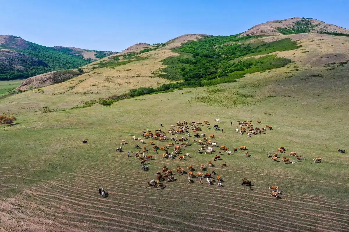 (环境)阿鲁科尔沁草原夏日景色