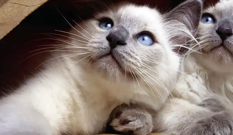 被世界人民追捧的十种猫咪!第一名不用猜我就知道是它