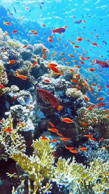 让我们一起去看看海底世界,大自然的鬼斧神工五彩缤纷