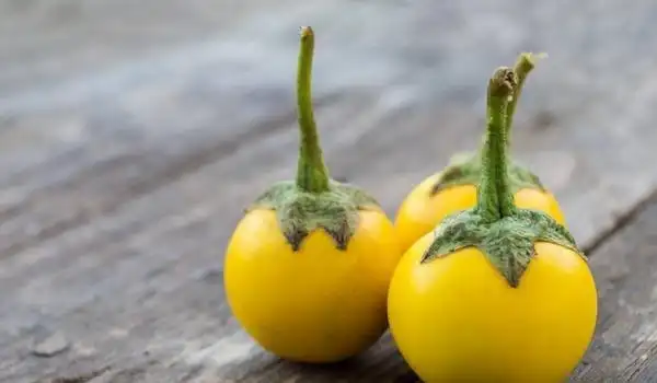 牛茄子功效与作用及禁忌