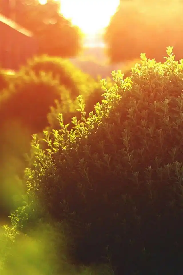 温暖午后小清新风景高清手机壁纸图集