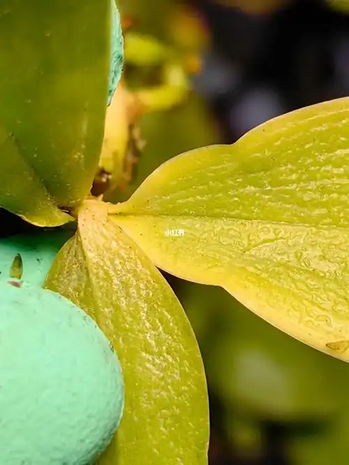 求鉴别原生蝴蝶兰病害