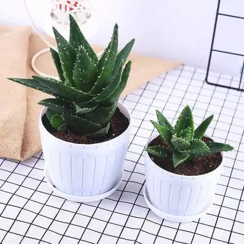 家里养芦荟真的会破财原来它还有这么多的禁忌