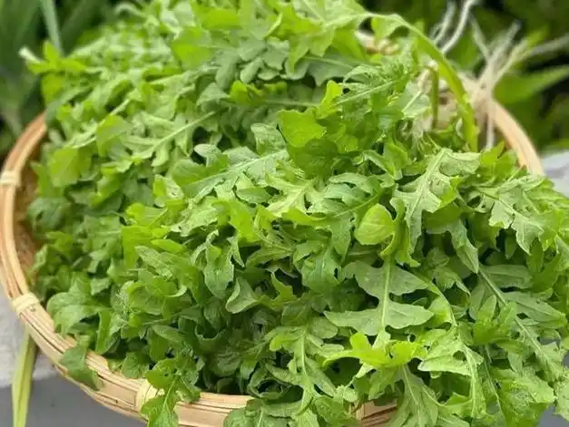 "春菜第一鲜"——荠菜