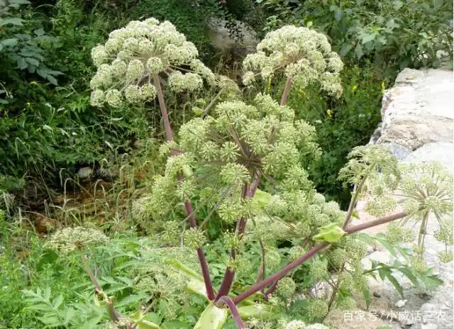 野生当归