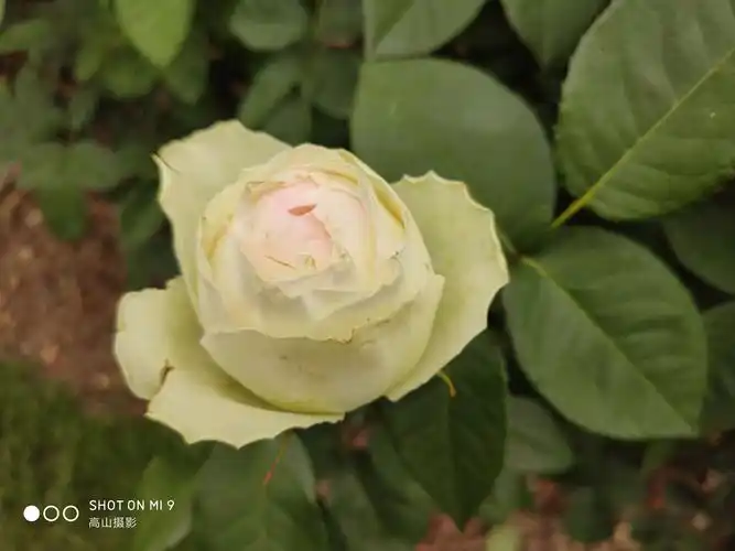 上海辰山植物园月季花展